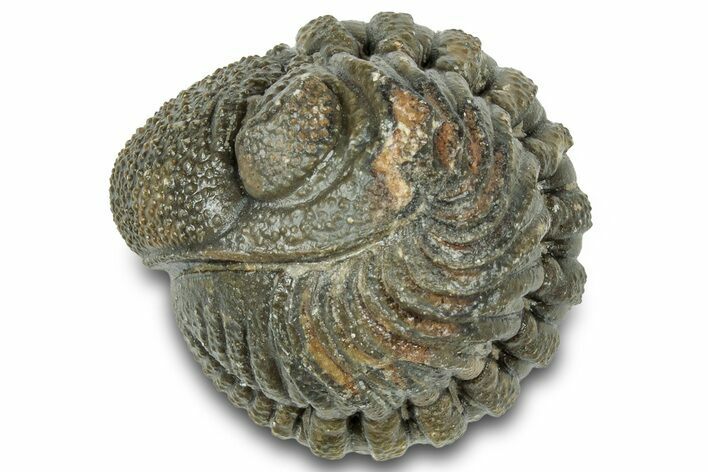Wide, Perfectly Enrolled Morocops Trilobite - Morocco #323206